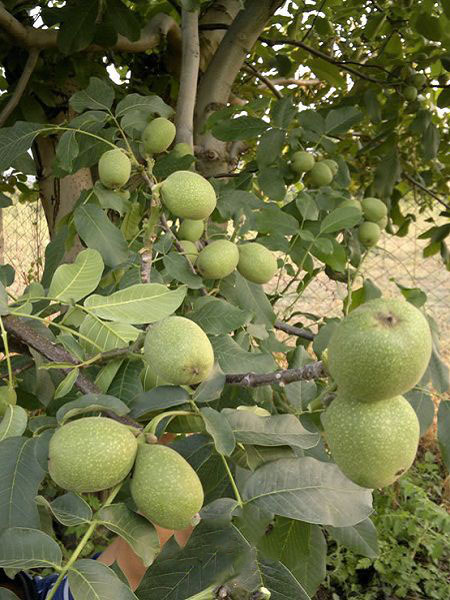 chandler walnut tree